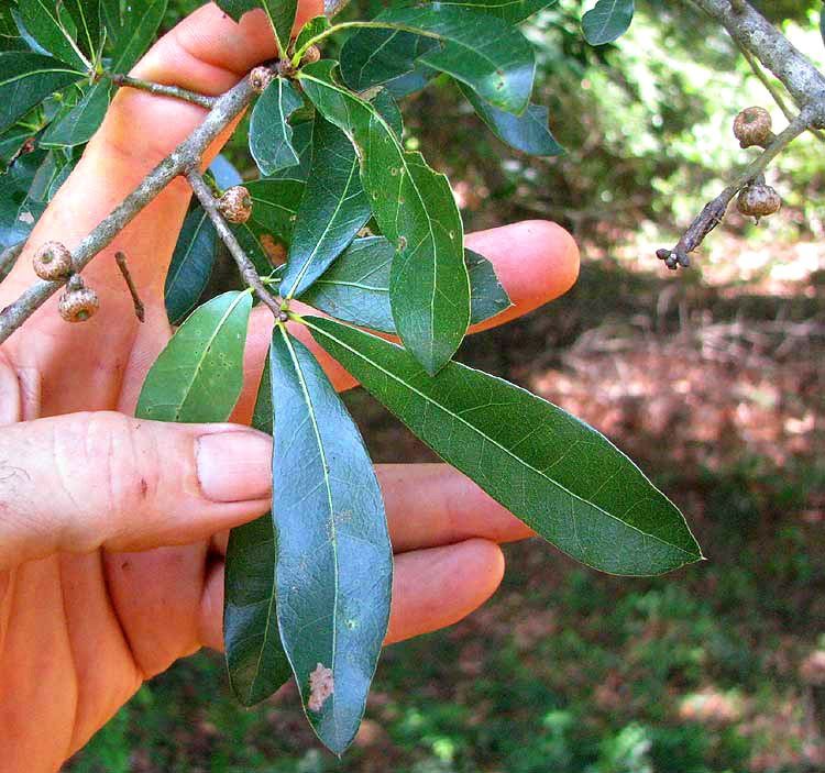 Laurel Oak, QUERCUS LAURIFOLIA, leaves and immature acorns