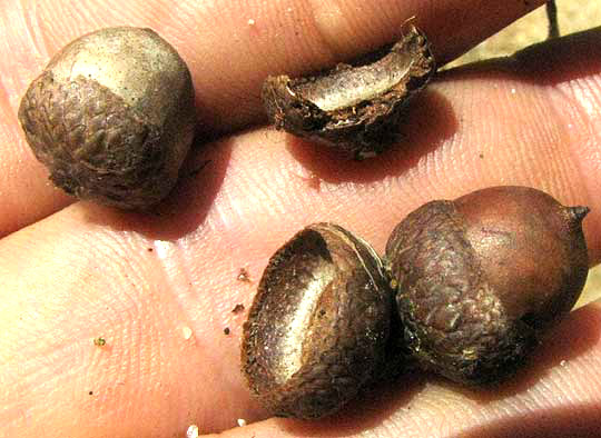 Laurel Oak, QUERCUS LAURIFOLIA, acorns