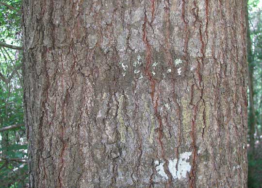 Laurel Oak, QUERCUS LAURIFOLIA, bark