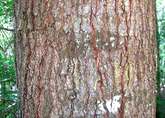 Laurel Oak, QUERCUS LAURIFOLIA, bark