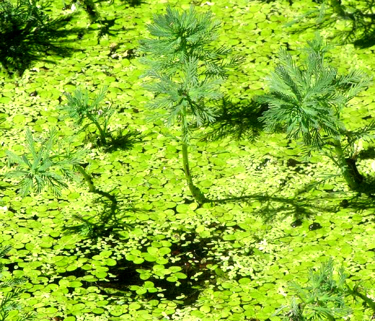 Duckweed, SPIRODELA POLYRRHIZA