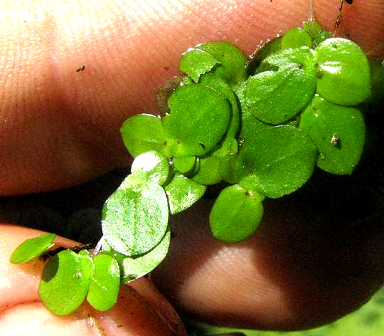 Duckweed, SPIRODELA cf PUNCTATA, close-up top view