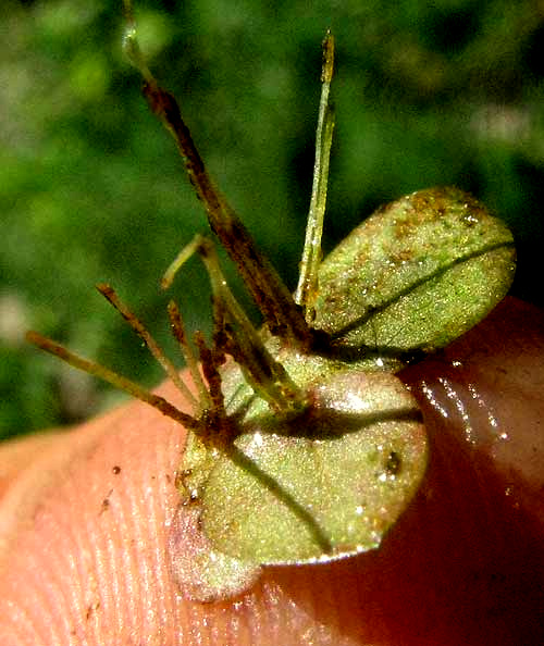 Duckweed, SPIRODELA cf PUNCTATA, bottom view showing roots