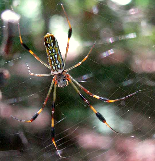 Golden Silk Spider, NEPHILA CLAVIPES, top view