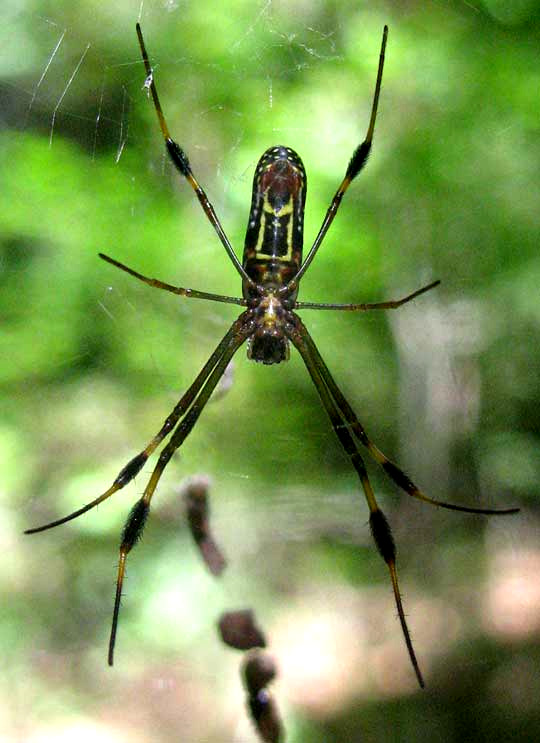 Golden Silk Spider, NEPHILA CLAVIPES, bottom view