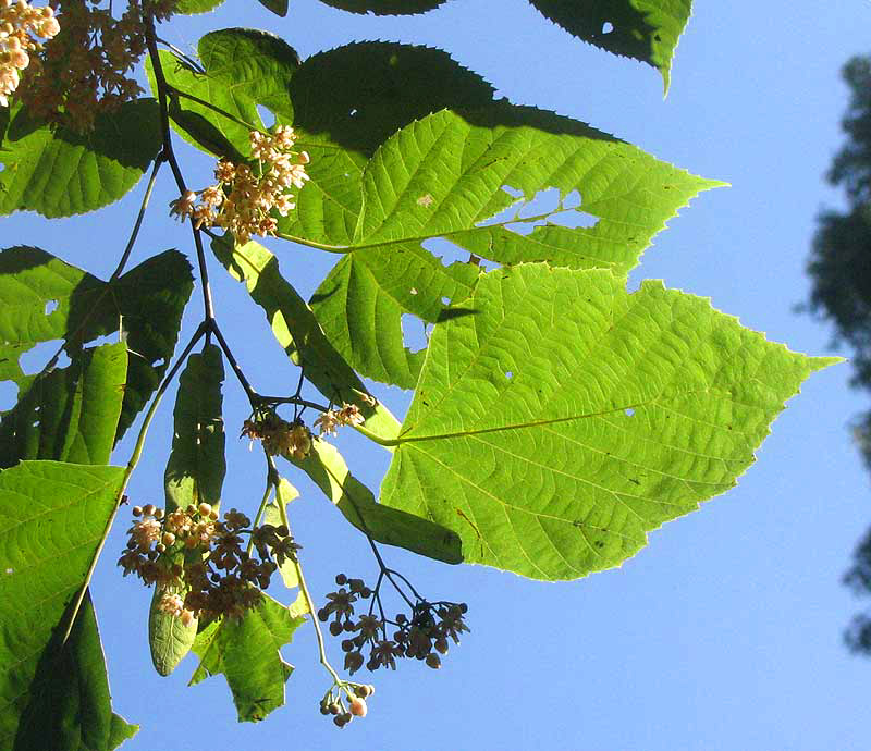 Basswood, TILIA AMERICANA