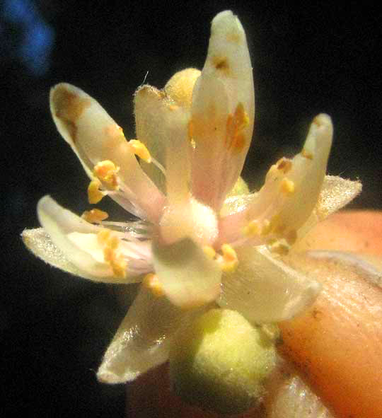 Basswood, TILIA AMERICANA, flower