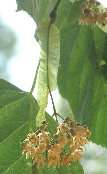 Basswood, TILIA AMERICANA, flower cluster and bract