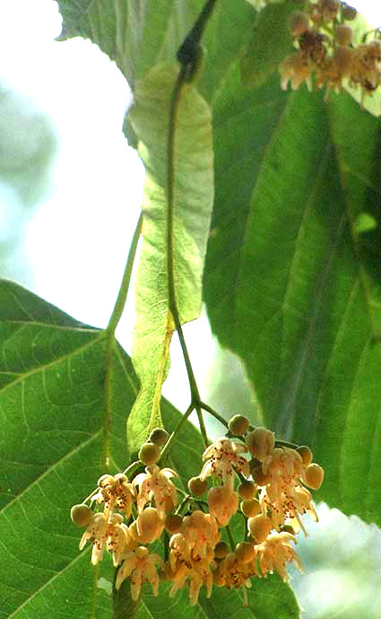 Basswood, TILIA AMERICANA, flower cluster and bract