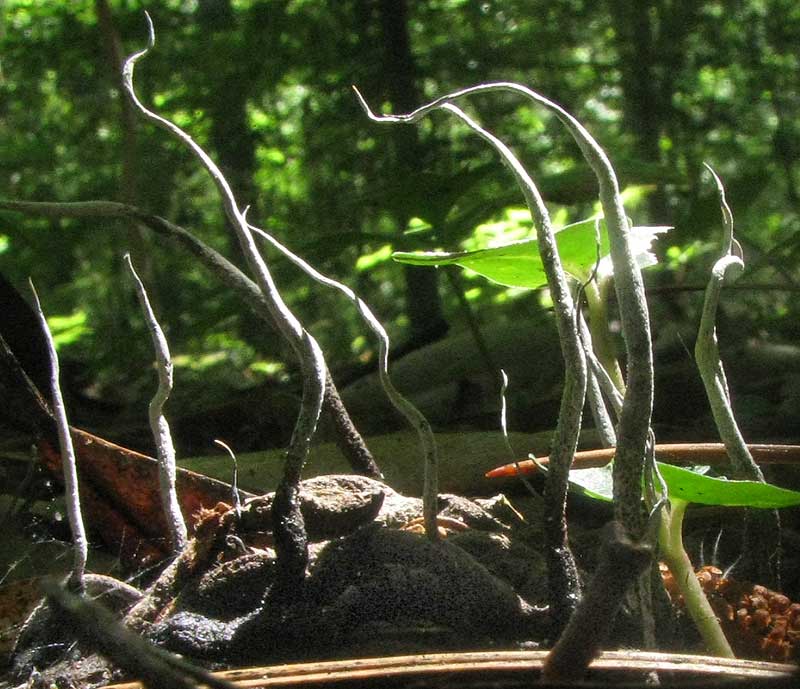 Candlesnuff, XYLARIA CARPOPHILA