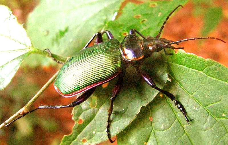 Caterpillar Hunter, CALOSOMA SCRUTATOR