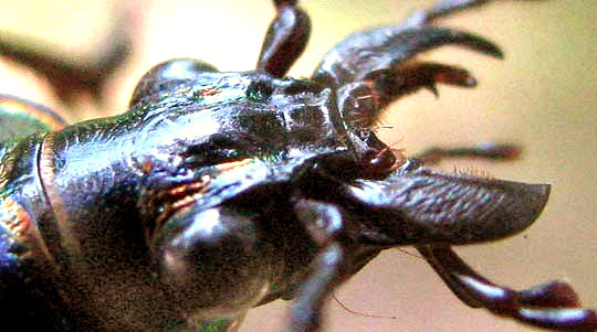 Caterpillar Hunter, CALOSOMA SCRUTATOR, head emphasizing bristles around mouthparts