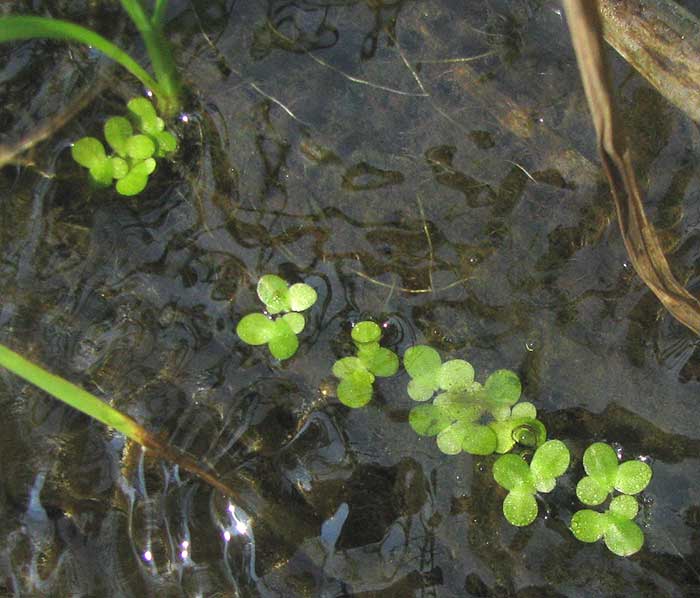 Duckweed, LEMNA MINOR