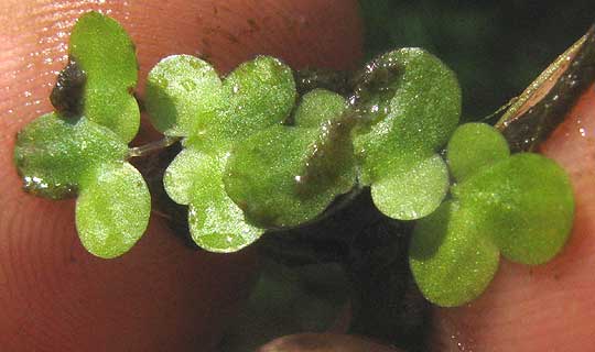 Duckweed, LEMNA MINOR, budding fronds