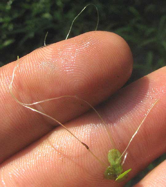 Duckweed, LEMNA MINOR, long roots