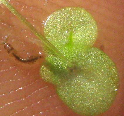 Duckweed, LEMNA MINOR, showing one root from each frond