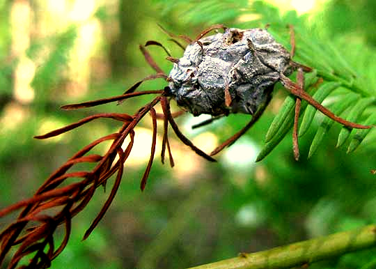 mature Cypress Twig Galls caused by Twig Gall Midges, TAXODIOMYIA CUPRESSIANANASSA