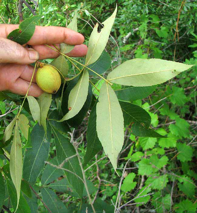 Sand Hickory, CARYA PALLIDA, leaves and nut