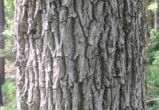 Sand Hickory, CARYA PALLIDA, bark