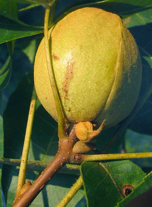 Sand Hickory, CARYA PALLIDA, nut