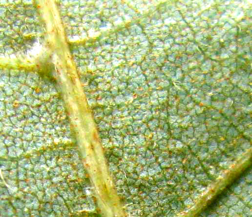 Sand Hickory, CARYA PALLIDA, leaf underside showing silvery scales