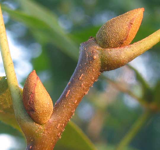 Sand Hickory, CARYA PALLIDA, buds, stem and petioles