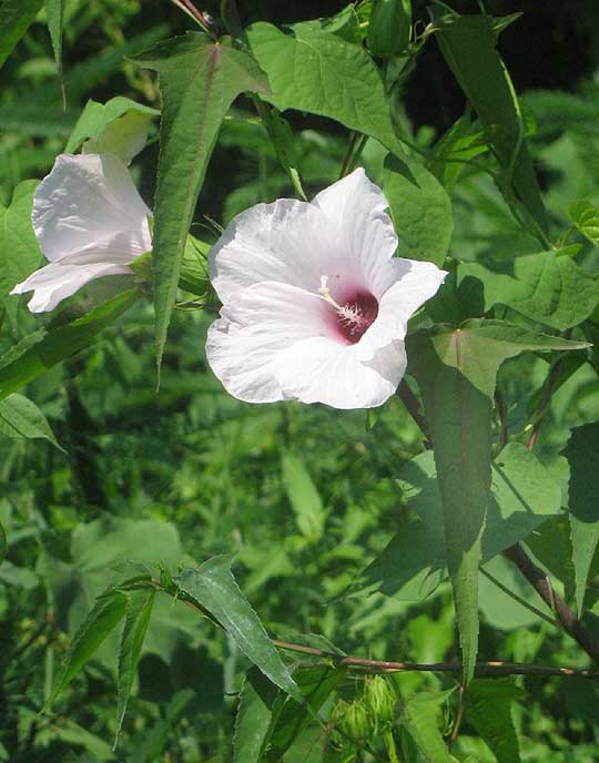 Halberdleaf Rosemallow, HIBISCUS LAEVIS, leaves and flowers