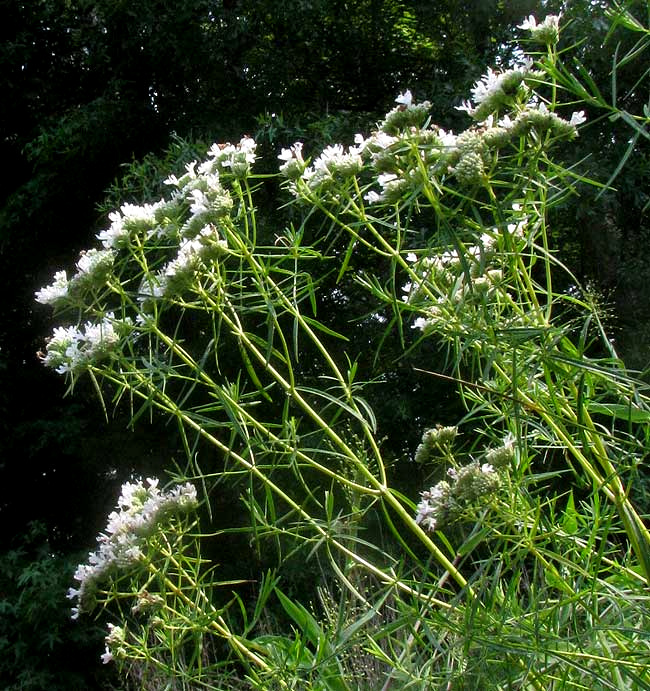 Narrowleaf Mountain Mint, PYCNANTHEMUM TENUIFOLIUM