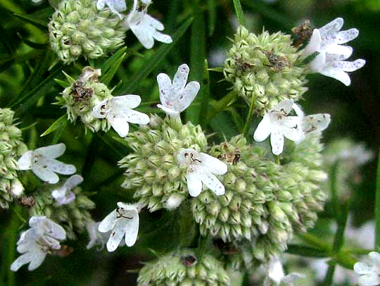 Narrowleaf Mountain Mint, PYCNANTHEMUM TENUIFOLIUM, flowers in heads