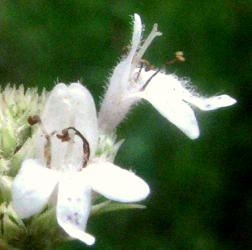 Narrowleaf Mountain Mint, PYCNANTHEMUM TENUIFOLIUM, flower close-up