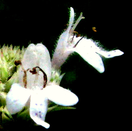 Narrowleaf Mountain Mint, PYCNANTHEMUM TENUIFOLIUM, flower close-up