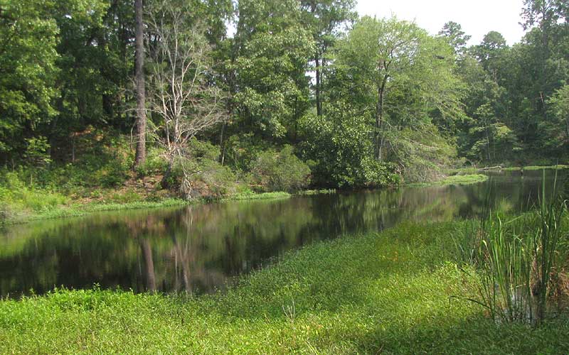 Swamp Smartweed, POLYGONUM HYDROPIPEROIDES, forming mat along shore of lake