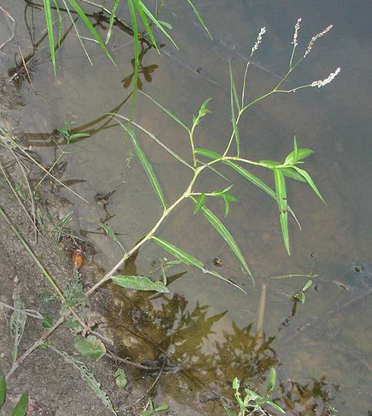 Swamp Smartweed, POLYGONUM HYDROPIPEROIDES
