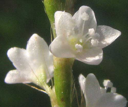 Swamp Smartweed or Mild Waterpepper, POLYGONUM HYDROPIPEROIDES, flower