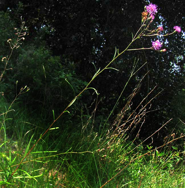 Slender-leafed Ironweed, VERNONIA ANGUSTIFOLIA