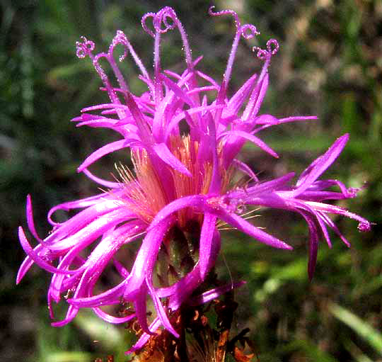 Slender-leafed Ironweed, VERNONIA ANGUSTIFOLIA, flower head