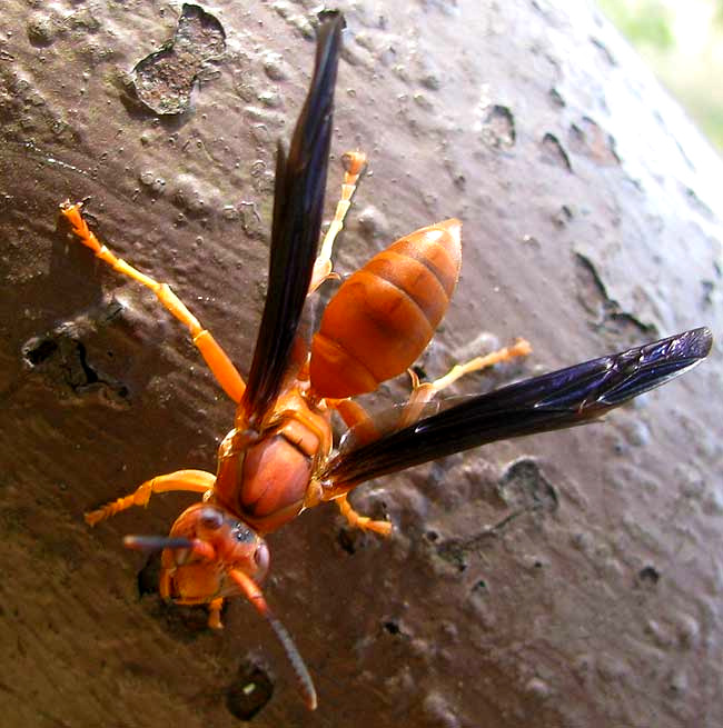 Fine-backed Red Paper Wasp, POLISTES CAROLINA