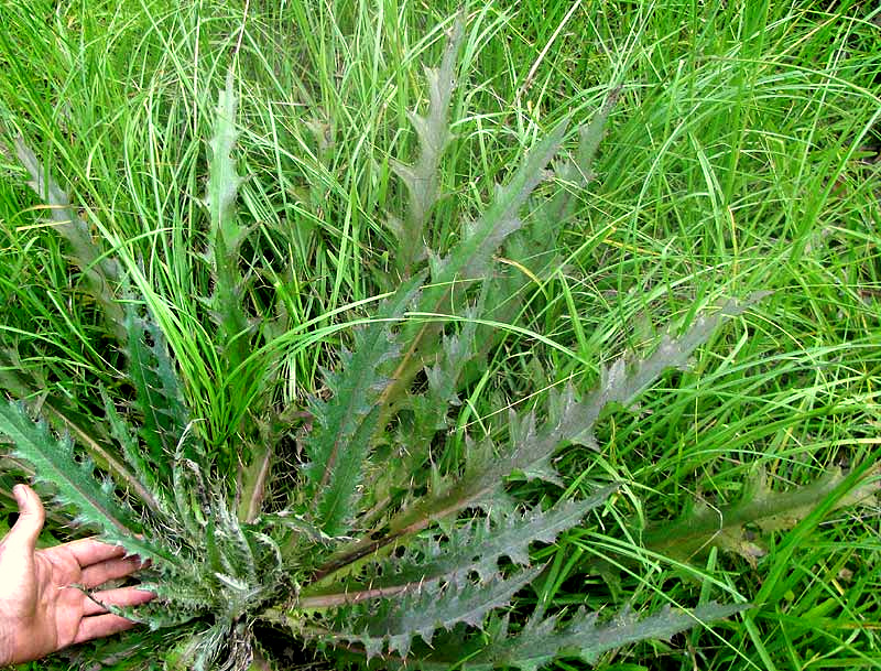 Bull Thistle or Purple Thistle, CIRSIUM HORRIDULUM, rosette