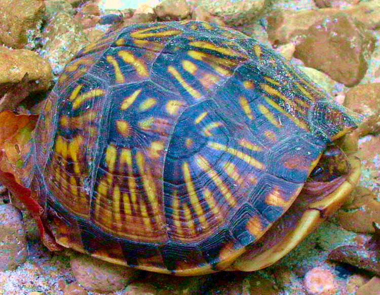 Box Turtle, TERRAPENE CAROLINA