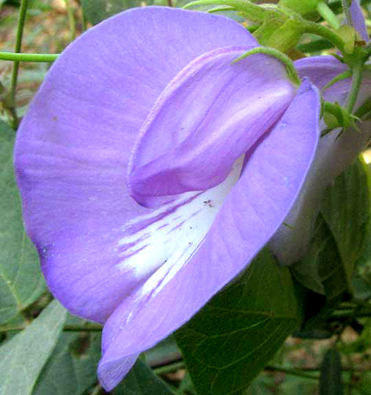 Spurred Butterfly Pea, CENTROSEMA VIRGINIANUM, flower