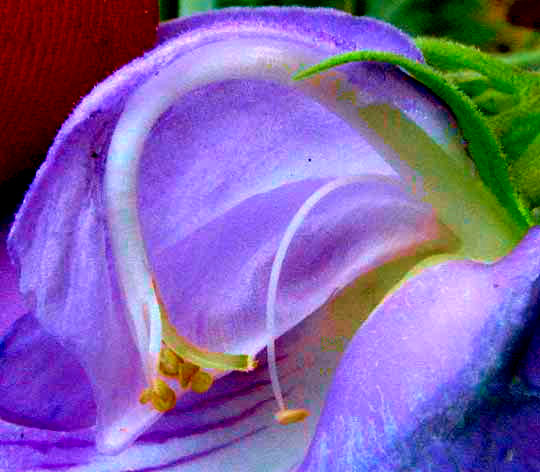 Spurred Butterfly Pea, CENTROSEMA VIRGINIANUM, close-up with one side of keel removed