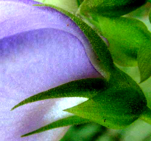 Spurred Butterfly Pea, CENTROSEMA VIRGINIANUM, calyx