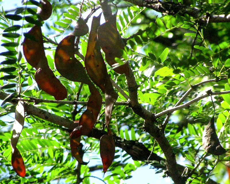 Honey Locust, GLEDITSIA TRIACANTHOS, immature legumes and leaves