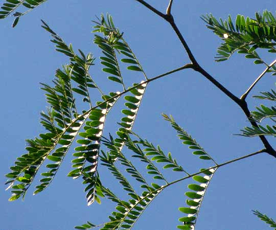 Honey Locust, GLEDITSIA TRIACANTHOS, leaves