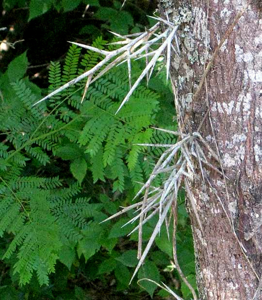 Honey Locust, GLEDITSIA TRIACANTHOS, thorns on trunk