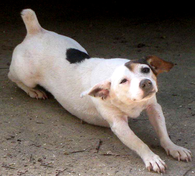 Dog stretching