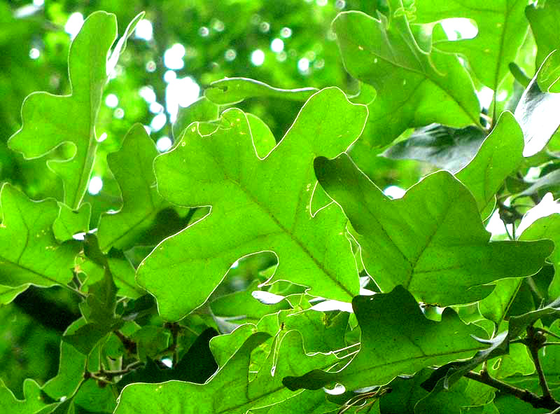 Post Oak, QUERCUS STELLATA