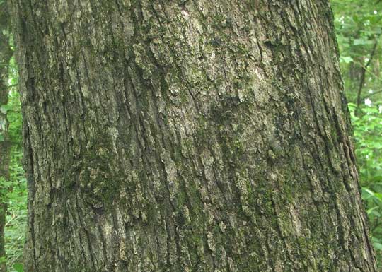 Post Oak, QUERCUS STELLATA, bark