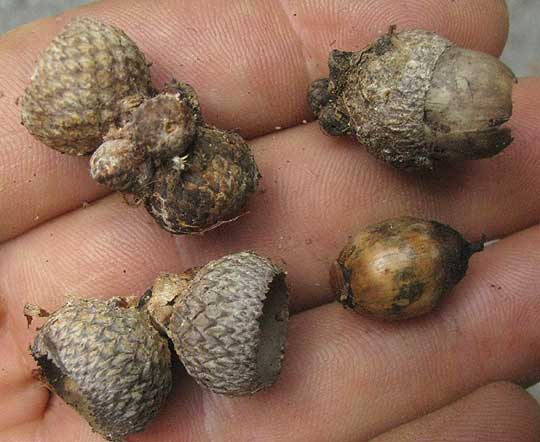 Post Oak, QUERCUS STELLATA, acorns