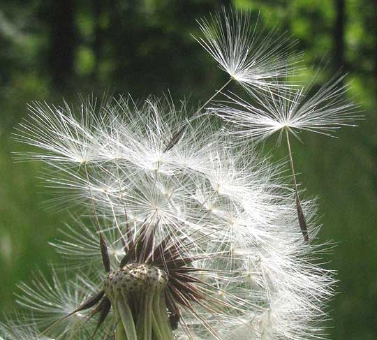 hairs atop fruit of False Dandelion, PYRRHOPAPPUS CAROLINIANUS